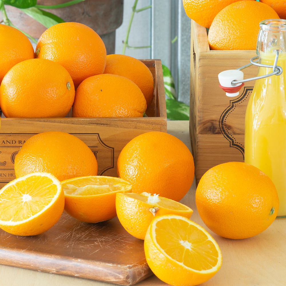 발렌시아 오렌지 2/3/5/10/15kg