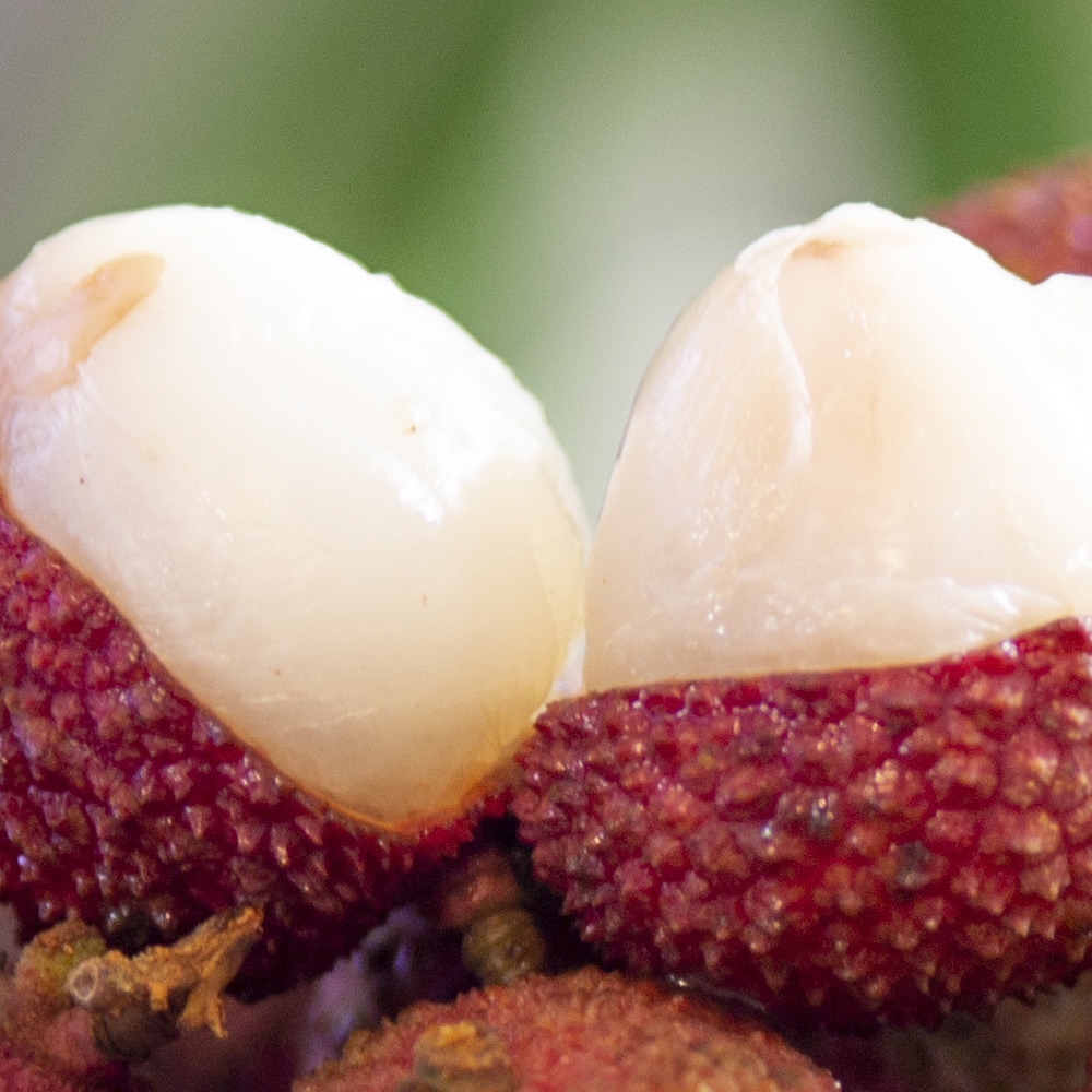 고당도 생 리치