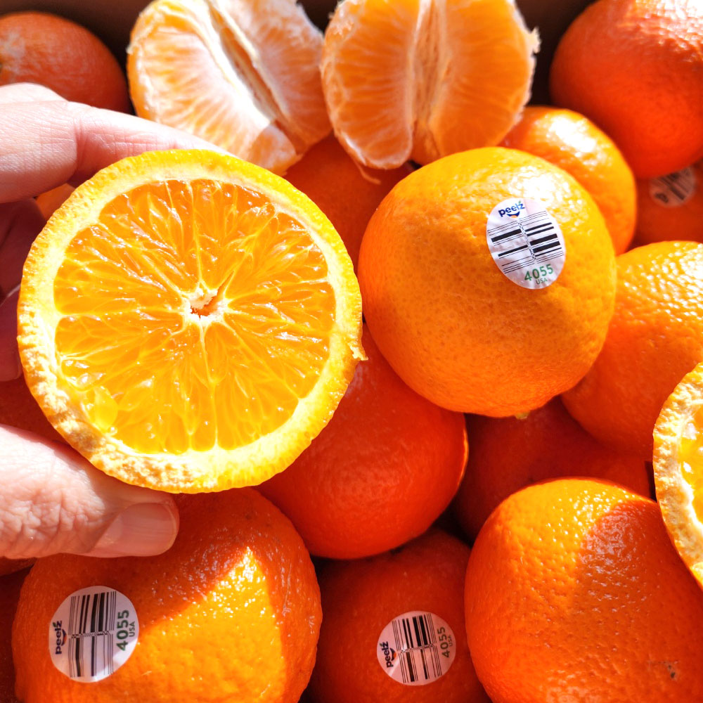 고당도 만다린 감귤