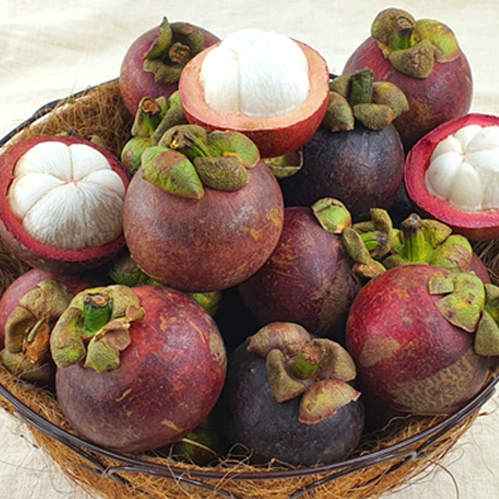 항공직송 고당도 생 망고스틴